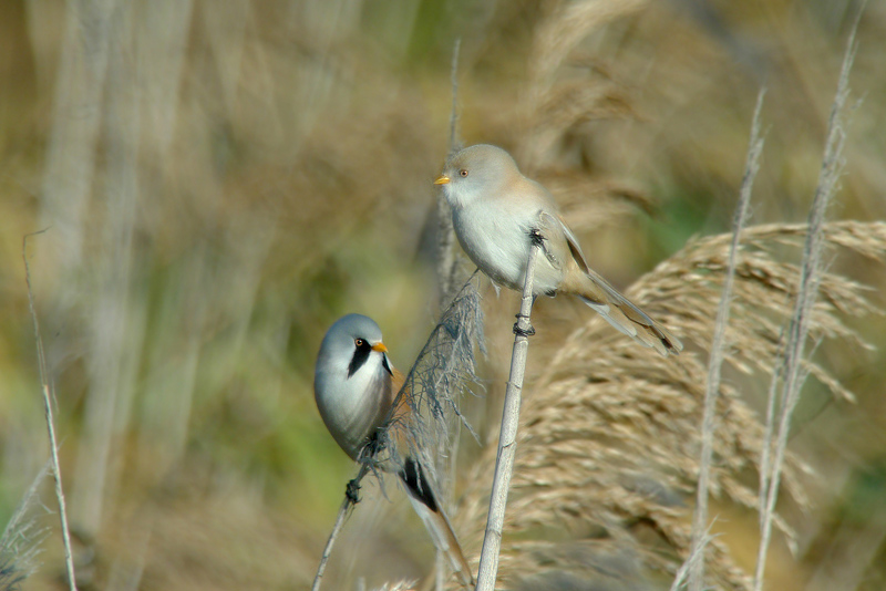 Basettino in Digiscoping